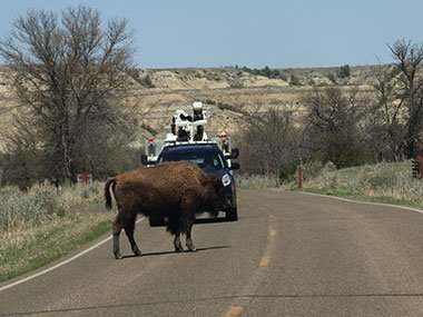 Truck waits for bison to cross road