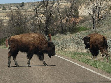 Bison waits as other crosses road