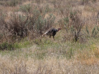 Wild turkey