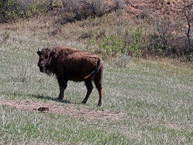 Small bison