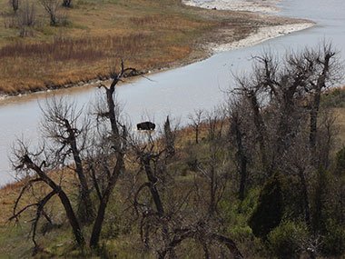 Bison crosses river beyond trees