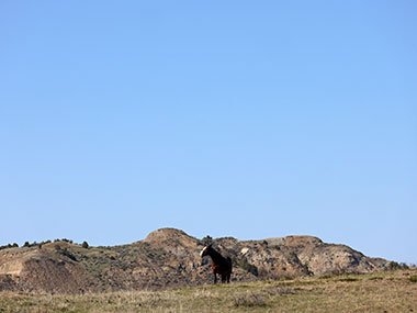 Theodore Roosevelt National Park wild horse