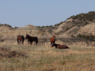 Wild horses
