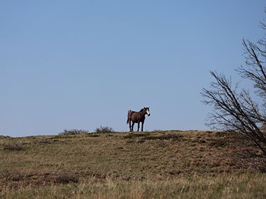 Theodore Roosevelt National Park wild horse stands on hill