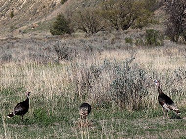 Three wild turkeys