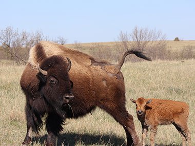 Juvenile bison stand behind adult bison