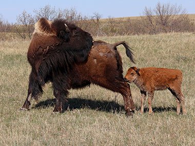 Adult and child bison