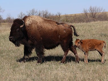 Two bisons in Theodore Roosevelt National Park