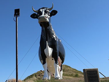 World's Largest Holstein Cow strapped down