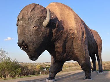 World's Largest Buffalo in front of bushes