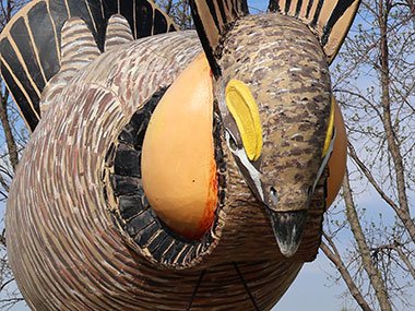 World's Largest Prairie Chicken head