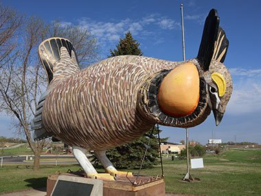 Sun shines on World's Largest Prairie Chicken