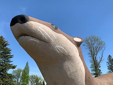 Head of World's Largest Otter