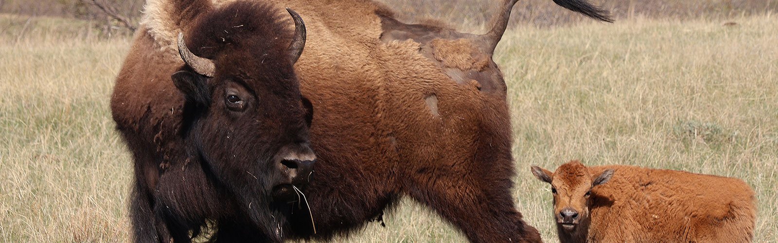 Adult and baby bison in Theodore Roosevelt National Park
