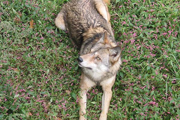 Wolf in grass