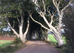 Dark Hedges - October 11, 2016