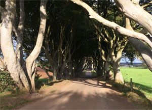 Dark Hedges - October 11, 2016