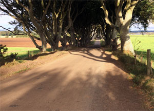 Dark Hedges - October 11, 2016