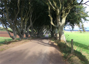 Dark Hedges - October 11, 2016