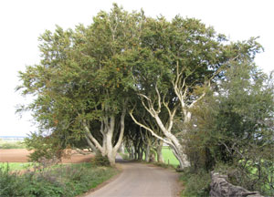 Dark Hedges - October 11, 2016