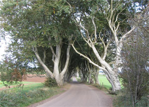 Dark Hedges - October 11, 2016