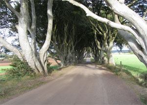 Dark Hedges - October 11, 2016