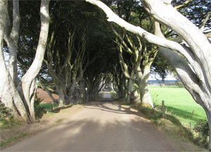 Dark Hedges - October 11, 2016