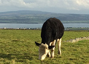 Galway to County Clare - October 21, 2016