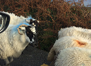 Dingle: Let the Sun Shine - October 24, 2016