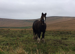 County Kerry - October 25, 2016