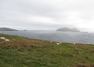 Dingle: Last Day In Paradise - October 27, 2016