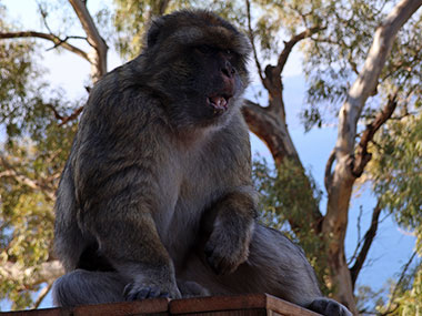 Barbary Macaques sits with mouth open
