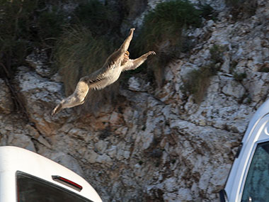 Barbary Macaques jumps through the air