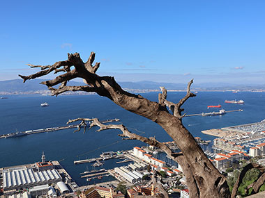 Old branch with water beyond