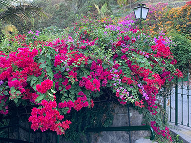 Red flowers