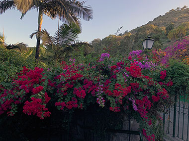 Red flowers with hills beyond