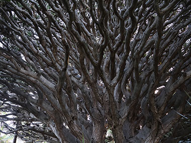 Closeup of branches