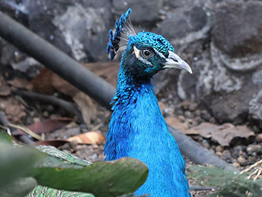 Closeup of peacock