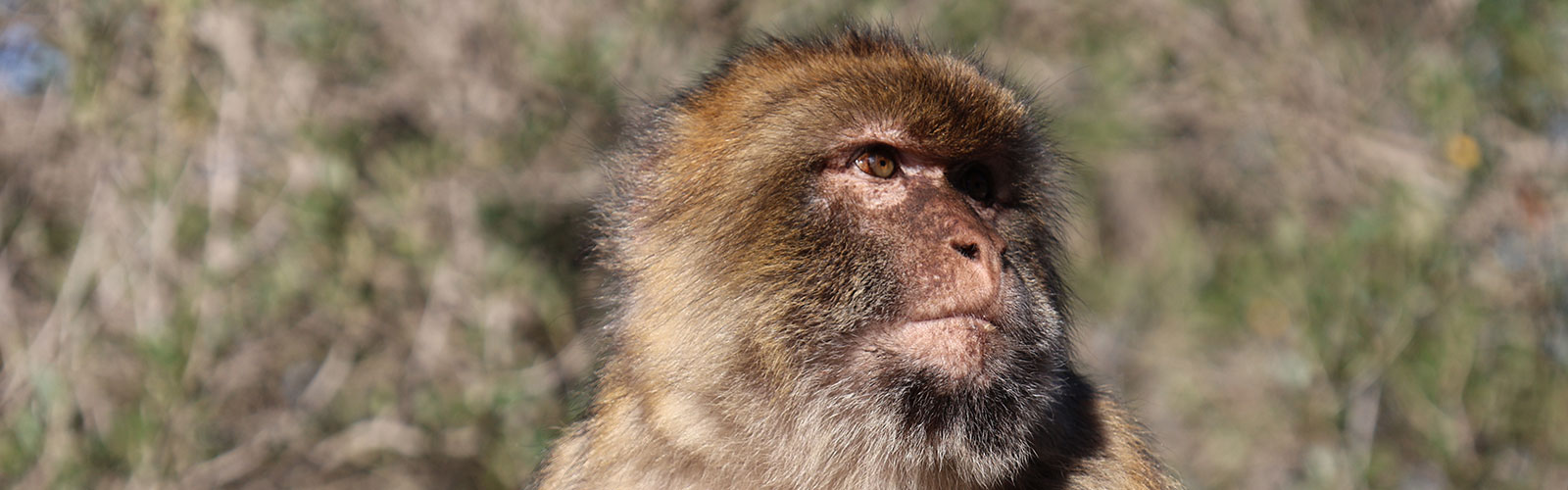 Barbary macaque