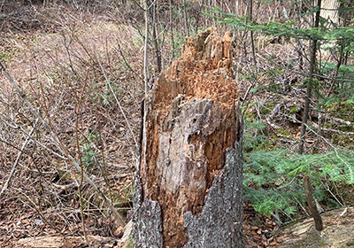 Tree stump