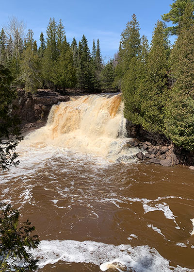 Trees growing by waterfall