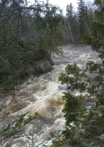 Rapids of river beyond trees