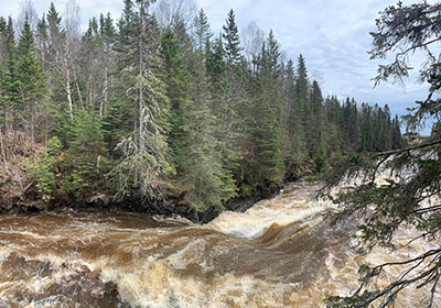 Trees along riverbank as water rushes down river