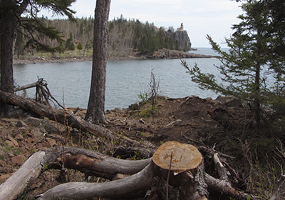 Tree stump