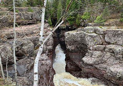 White tree in front of river