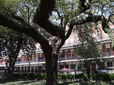 Large tree in Jackson Square