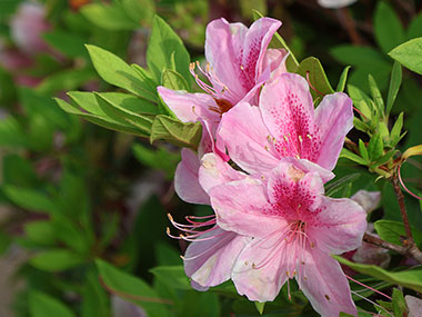 Rhododendron