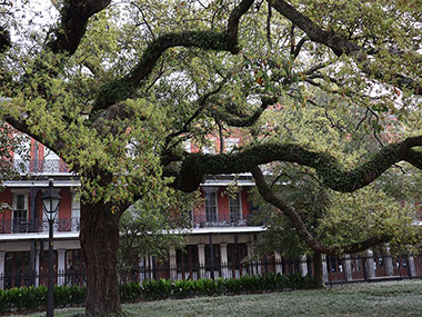 Large tree in Jackson Square