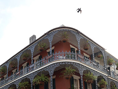 Bird flies over building