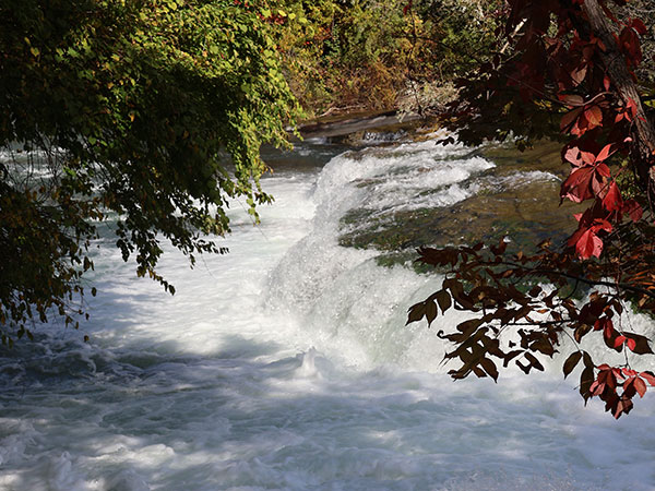 Niagara River flows behind tree with fall colors
